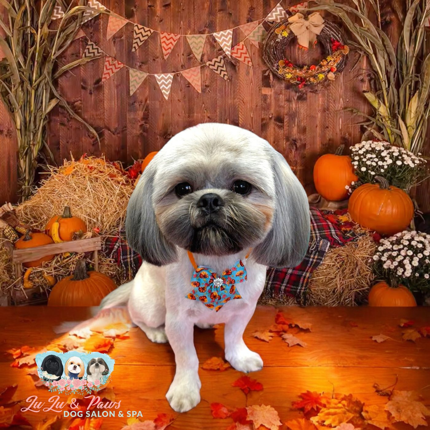 A groomed Shih Tzu in an autumn set with pumpkins, hay bales and leaves