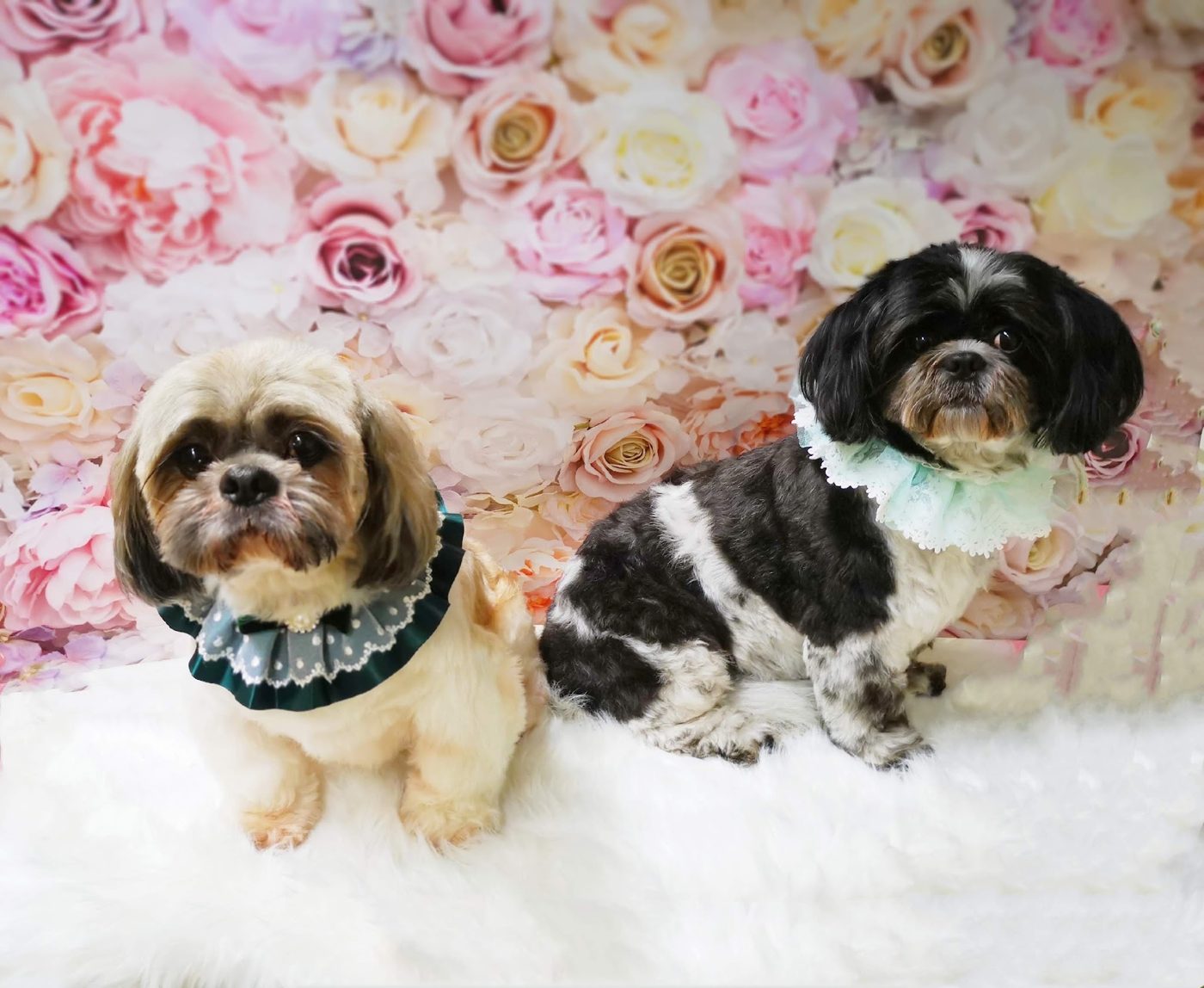 Two small dogs in front of a pink rose wall