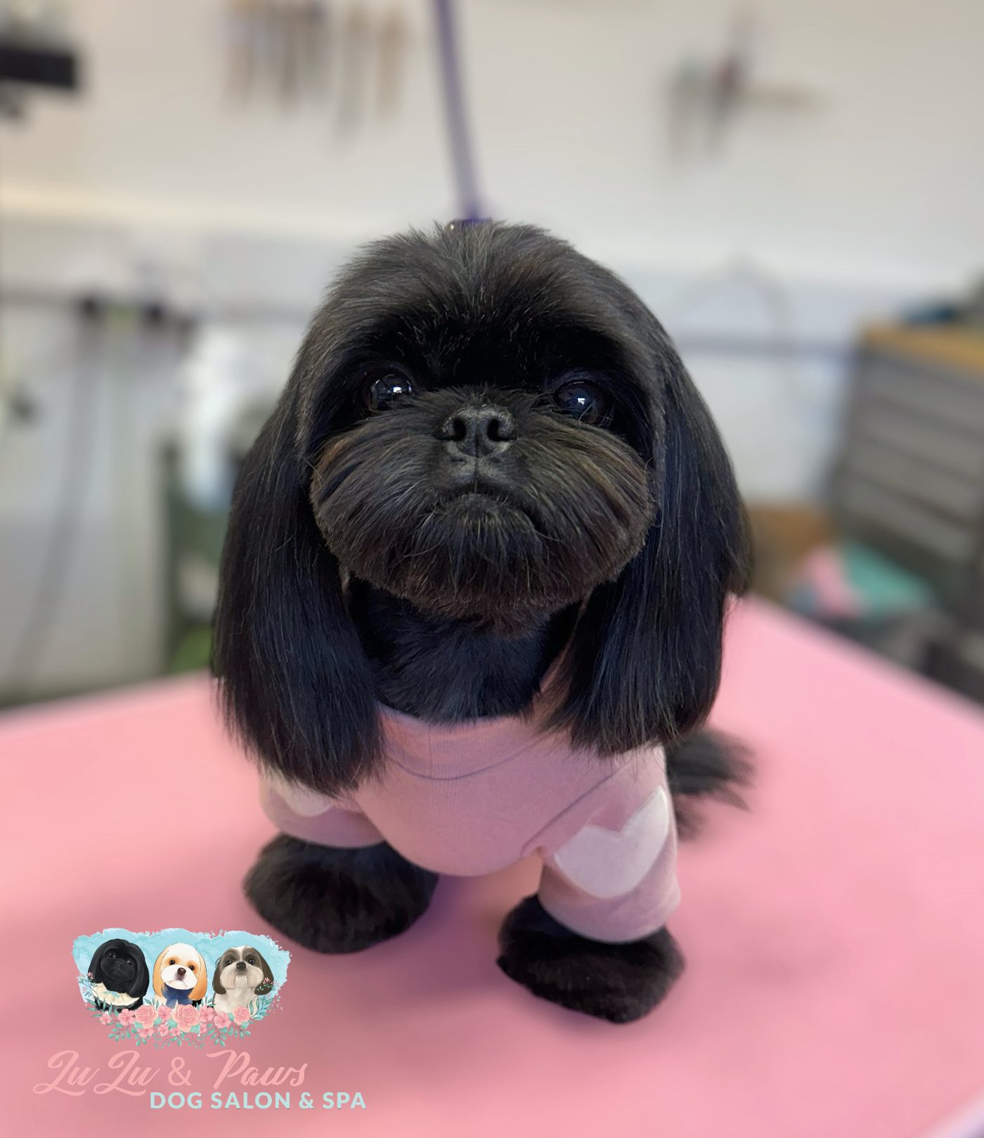 A black Shih Tzu in a pink jumper on the pink grooming table