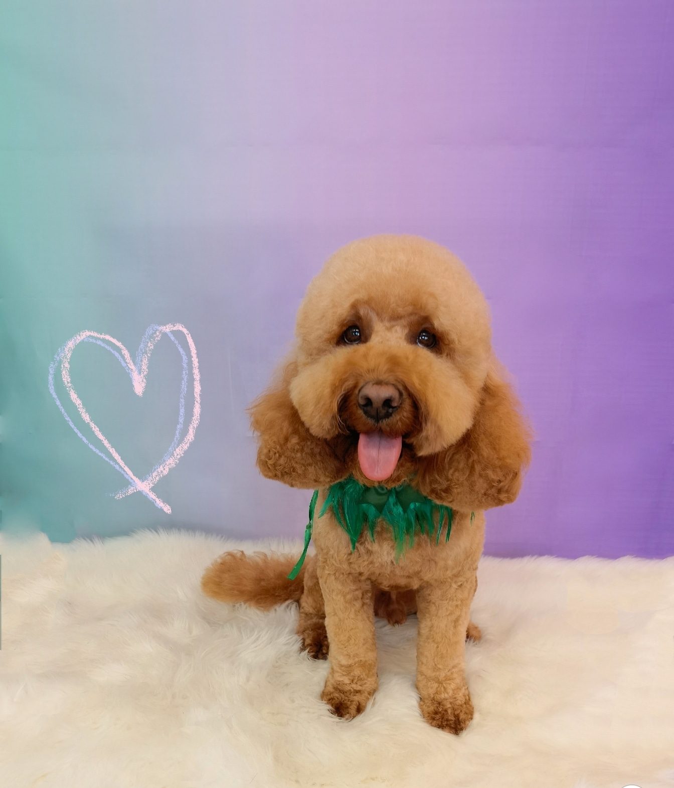 A groomed apricot poodle with a chalk heart on a mint and lilac backdrop