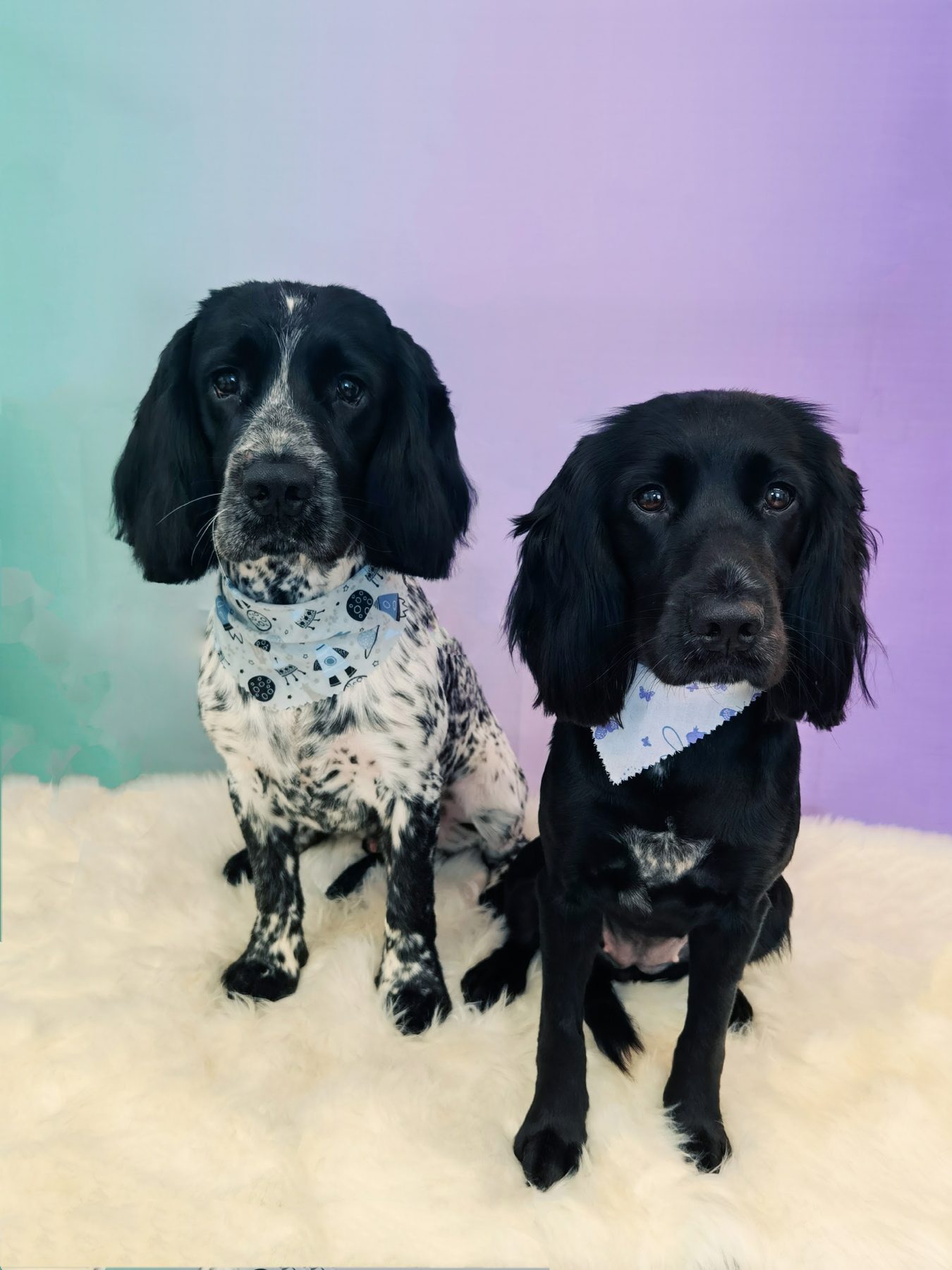 Two spaniels on a white fleece in front of a lilac backdrop