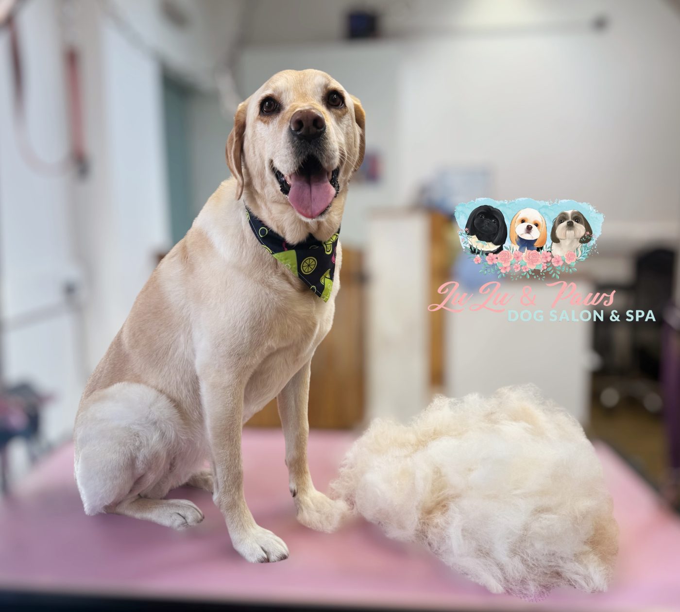 A Labrador sitting on the pink table with its shed coat beside it