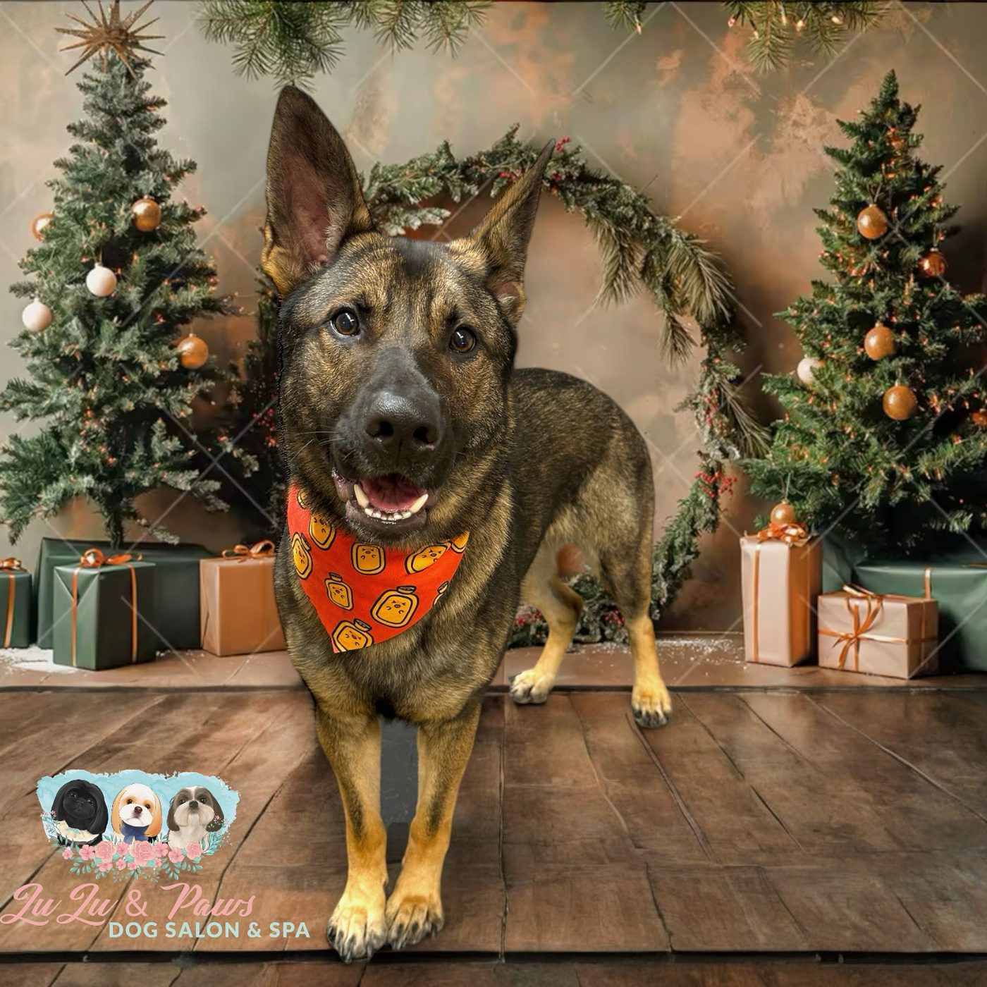 A German shepherd in a Christmas set with trees and wrapped presents
